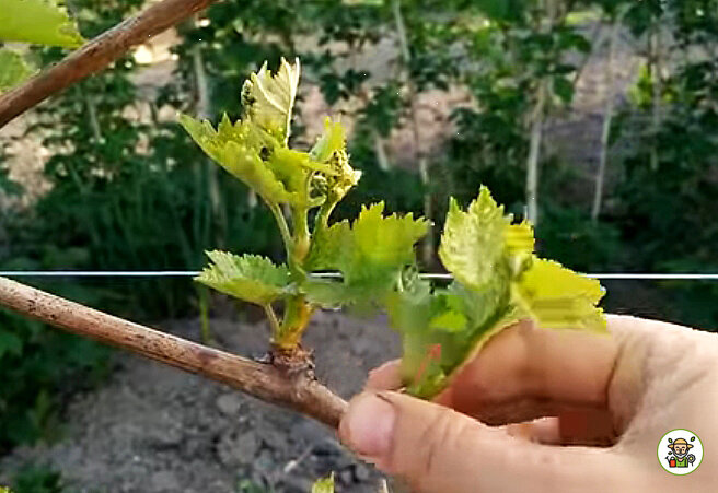 Удаление лишних побегов на виноградной лозе