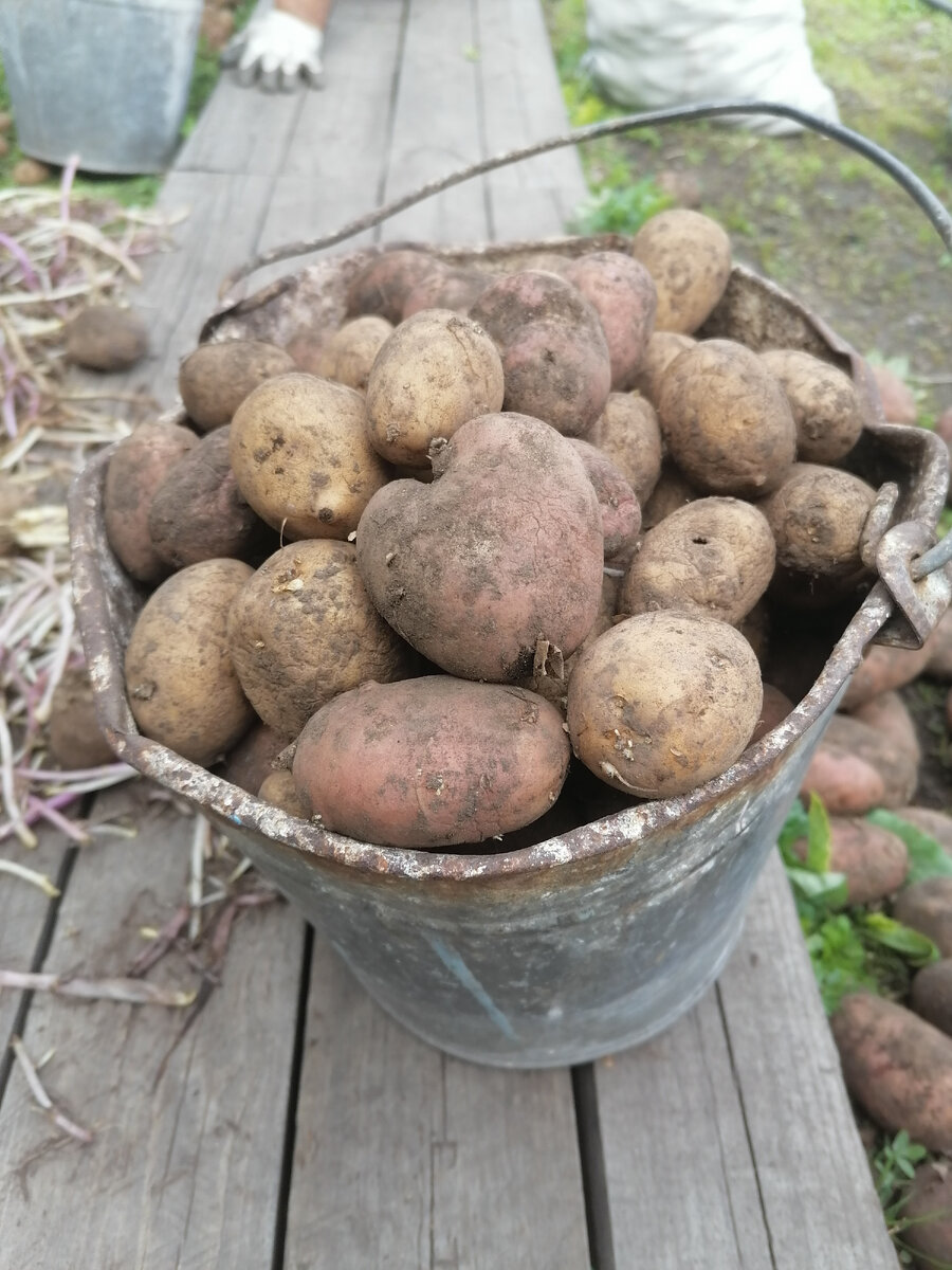 Наша картошка, похожа на сердце. 