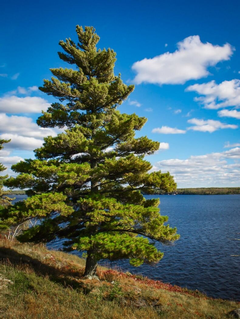 Сосная. Сосна обыкновенная Пинус. Pinus Sylvestris сосна Лесная. Крона сосны. Карельская сосна.