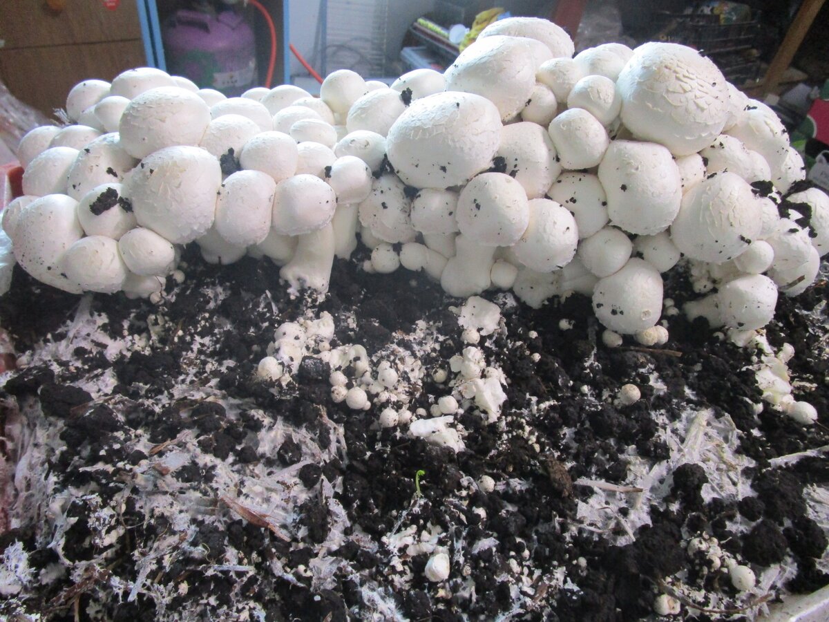 Фото из открытых источников.