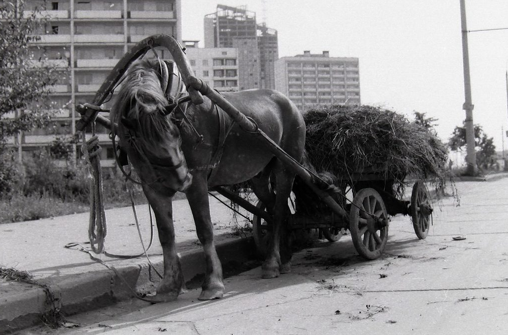 Гужевая повозка в Москве