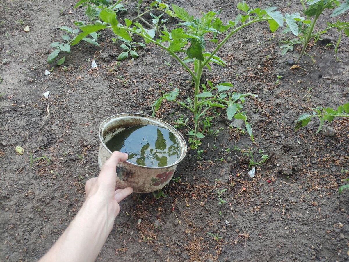 Подкормка из крапивы для томатов и огурцов