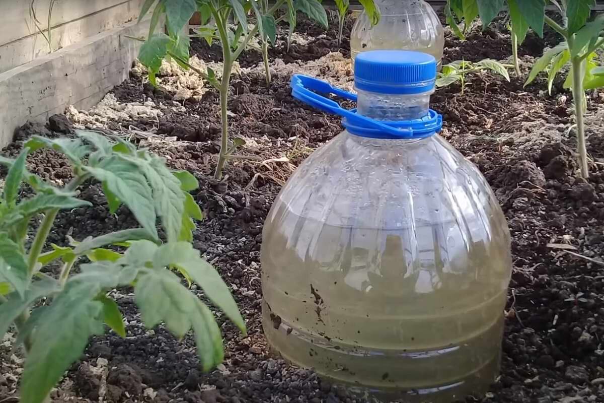 Какой водой поливать в теплице. Пластиковые бутылки для полива. Пластиковые бутылки для полива в теплице. Капельный полив бутылками. Капельный полив пластиковыми бутылками.