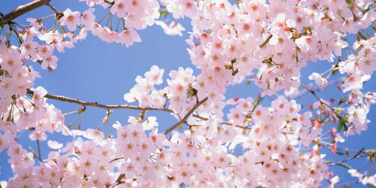 Сакура — душа Японии