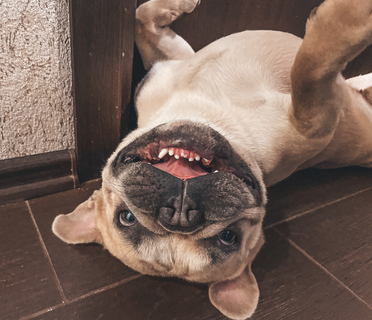 Надеюсь больше ни у кого нет вопросов почему он Стич