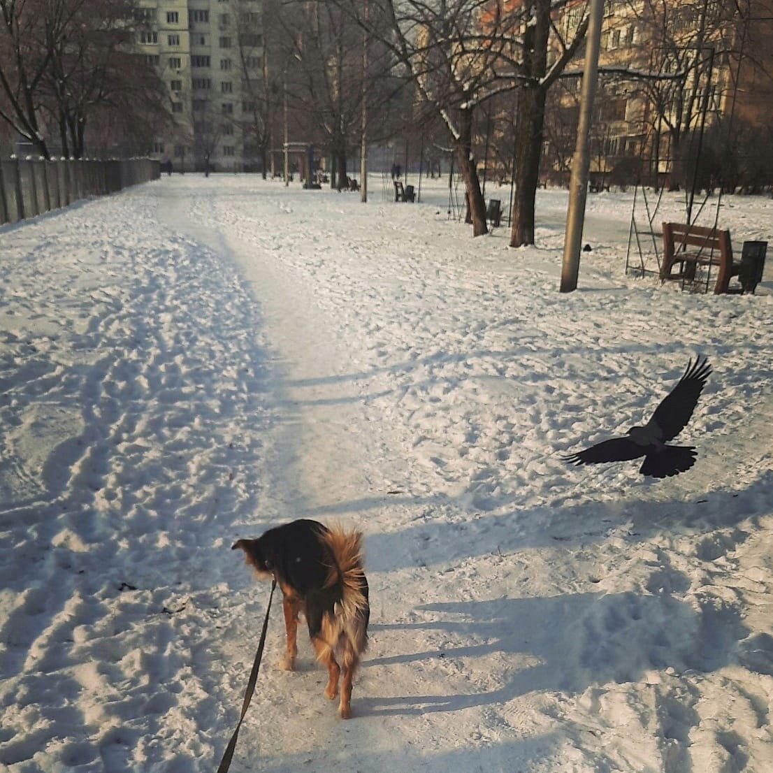 Ворона выполняет "рядом"