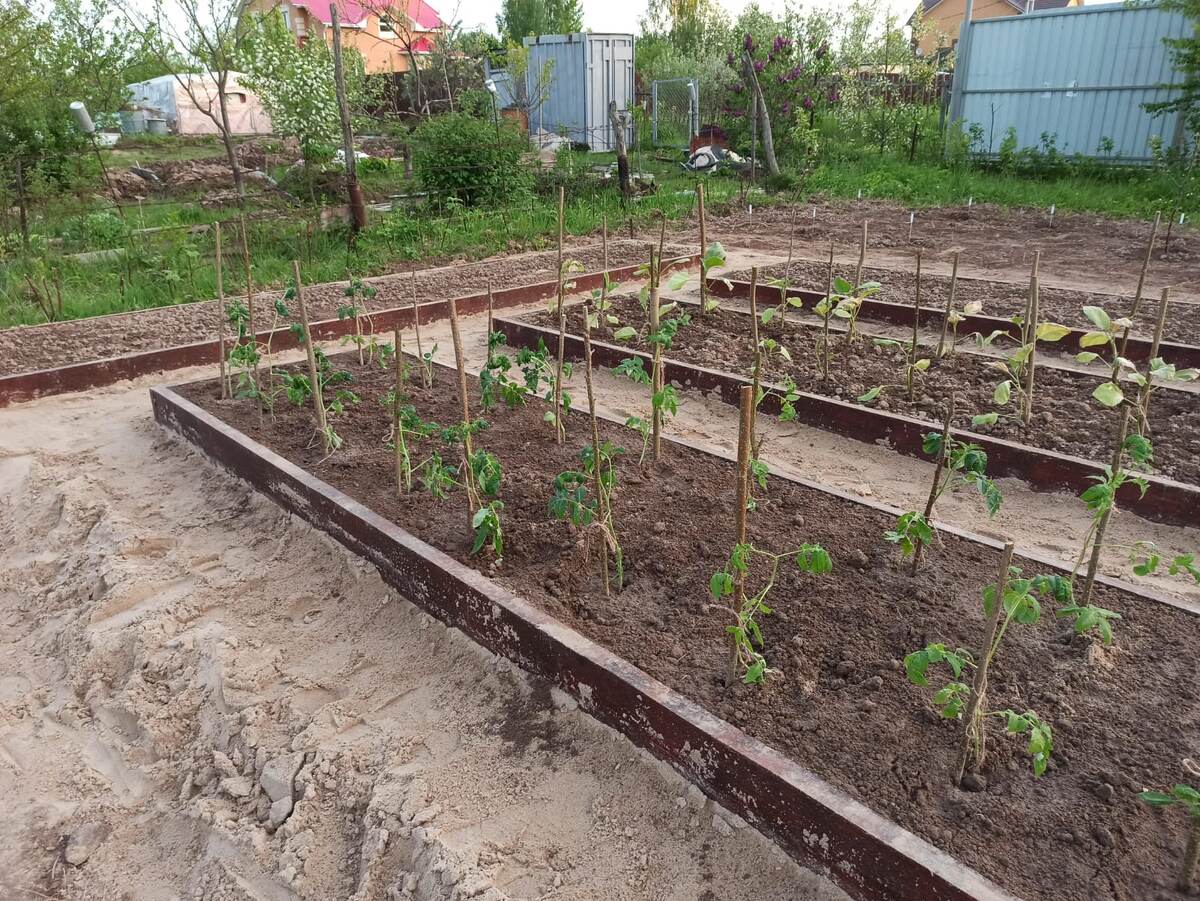 Делали грядки и сразу сажала рассаду