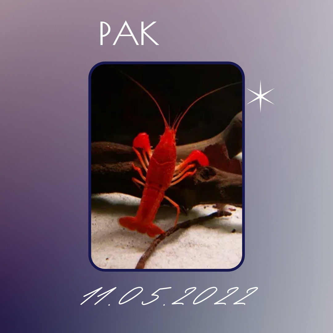 Рак - 11.05.2022