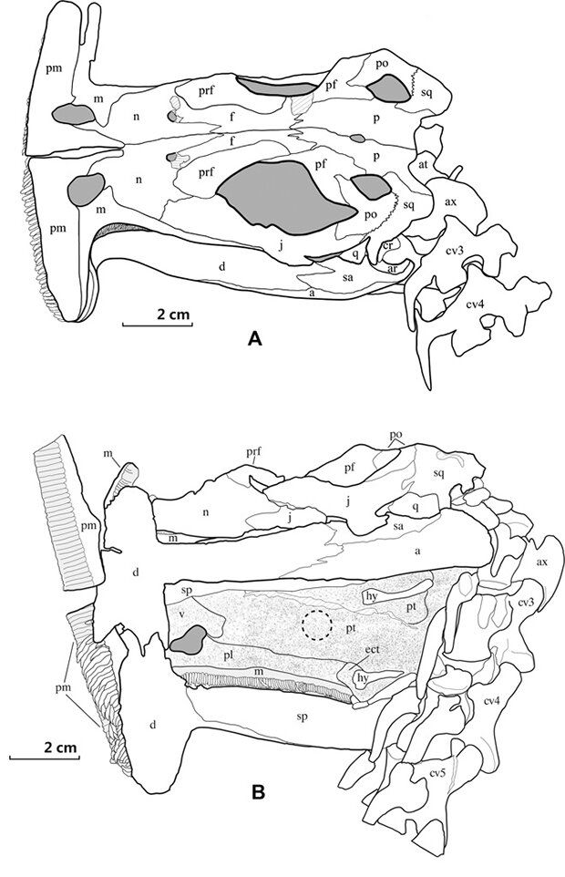 Зарисовки черепов A. unicus / X. Guo, Institute of Vertebrate Paleontology and Paleoanthropology

