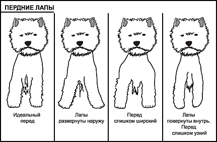 Схема груминга вест хайленд уайт терьера