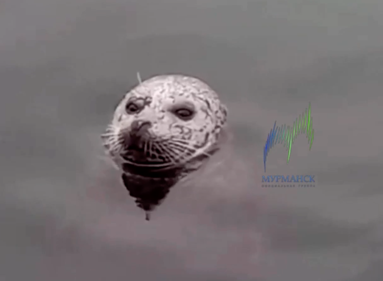 Фото https://vk.com/wall-5608669_8424303 