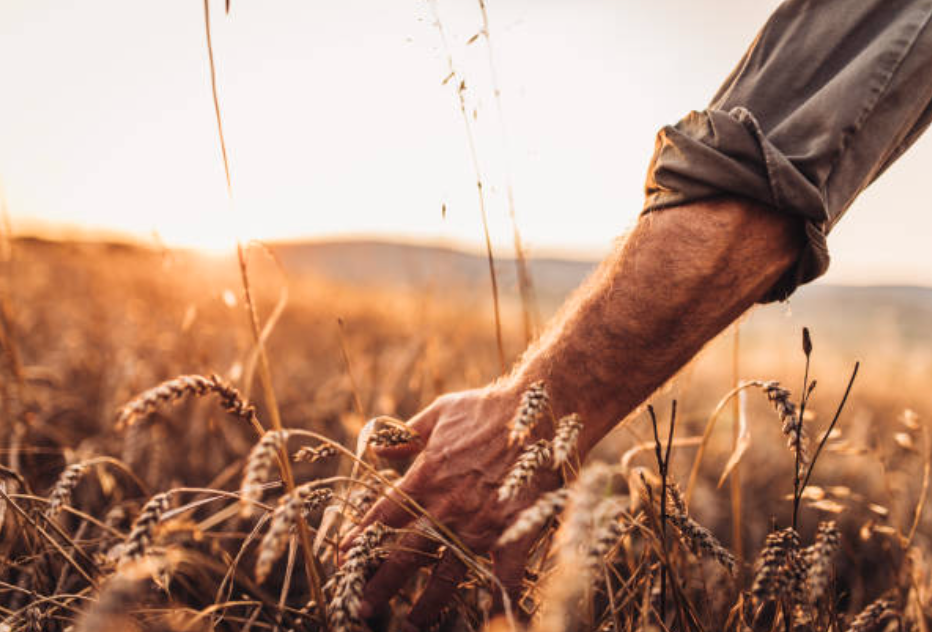 Не собрать урожай, если предварительно не вспахать поле и не засеять его семенами. А еще необходимо бережно поливать.