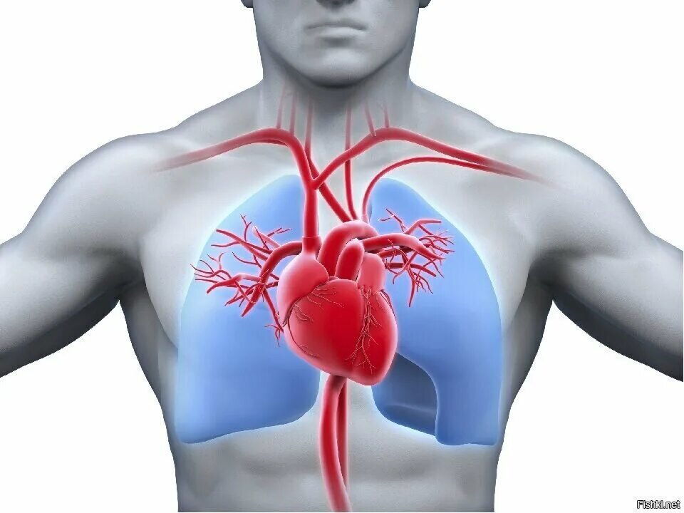 С чего начинаются болезни сердца? С какого-то возраста или каких-то осложнений? Болезни сердца начинаются с недостатка Калия и Магния, самых важных минералов.