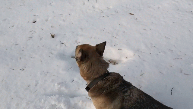 Вполне себе бойкая и жизнерадостная собака