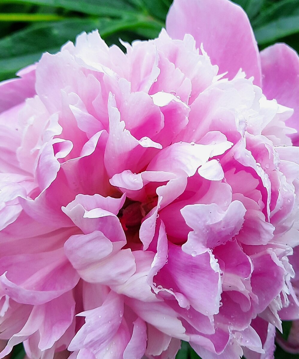 Красавец пион