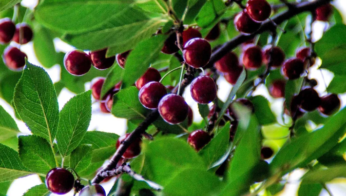 Фото из интернета. Приятная и привычная глазу картина...