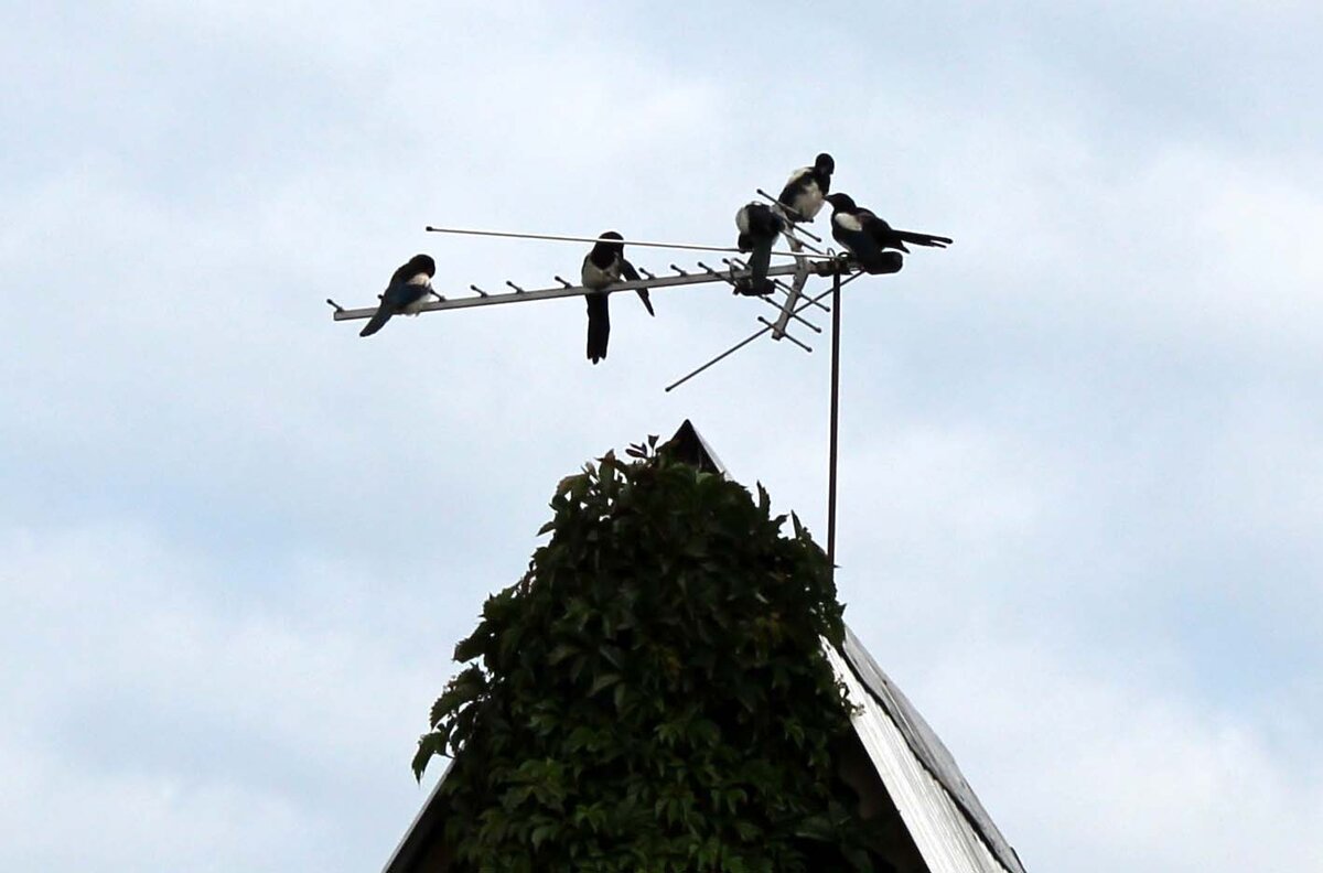 Антенна "Локус - Про".