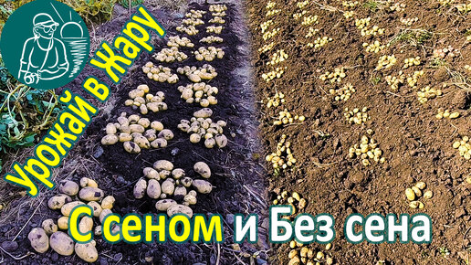 🥔 Посадка картофеля с сеном и без в жарком климате 🌿 Выращивание картофеля по технологии Гордеевых