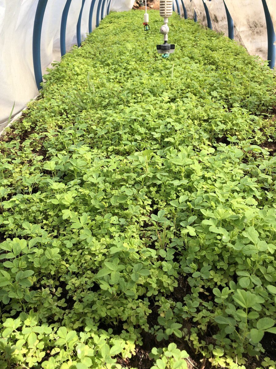 Грядки для выращивания растений на продажу легко сделать своими руками из обычных, доступных материалов