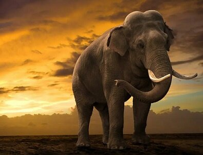 Просто слон. Слонов уважаю и не ем))). Фото с просторов интернета.