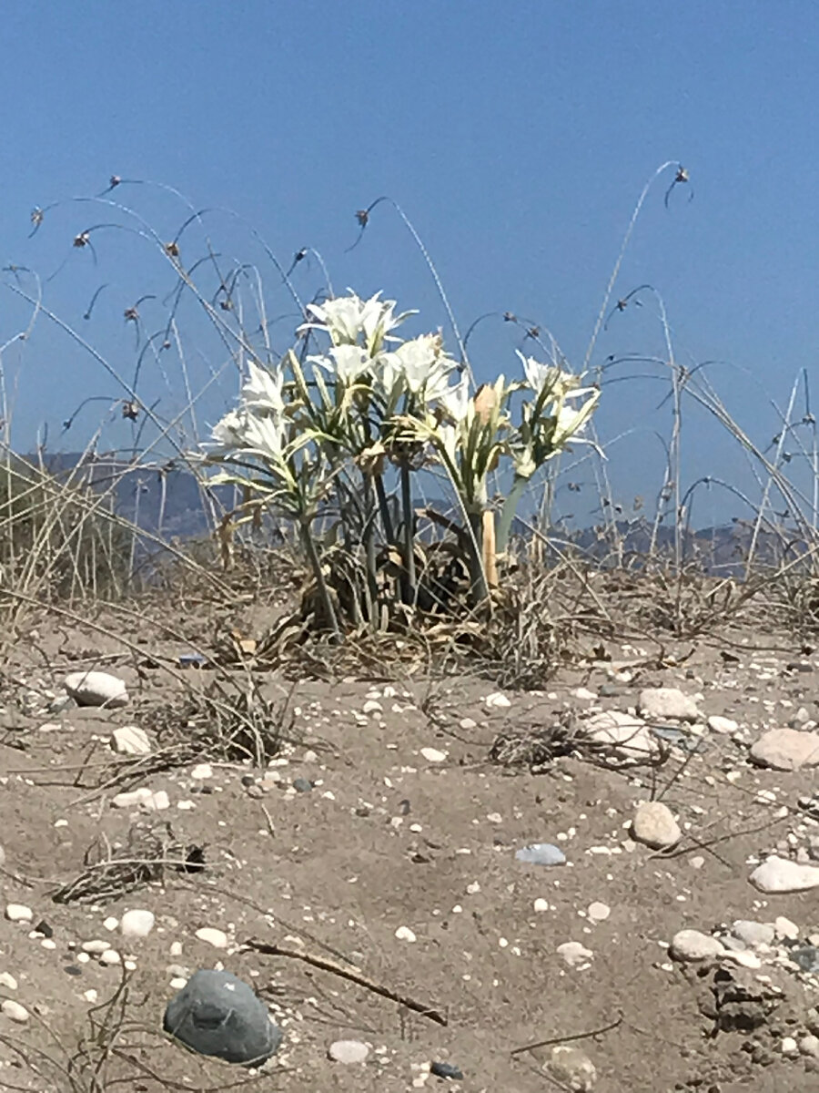 Ливийская песчаная лилия (Likya kum zambağı)