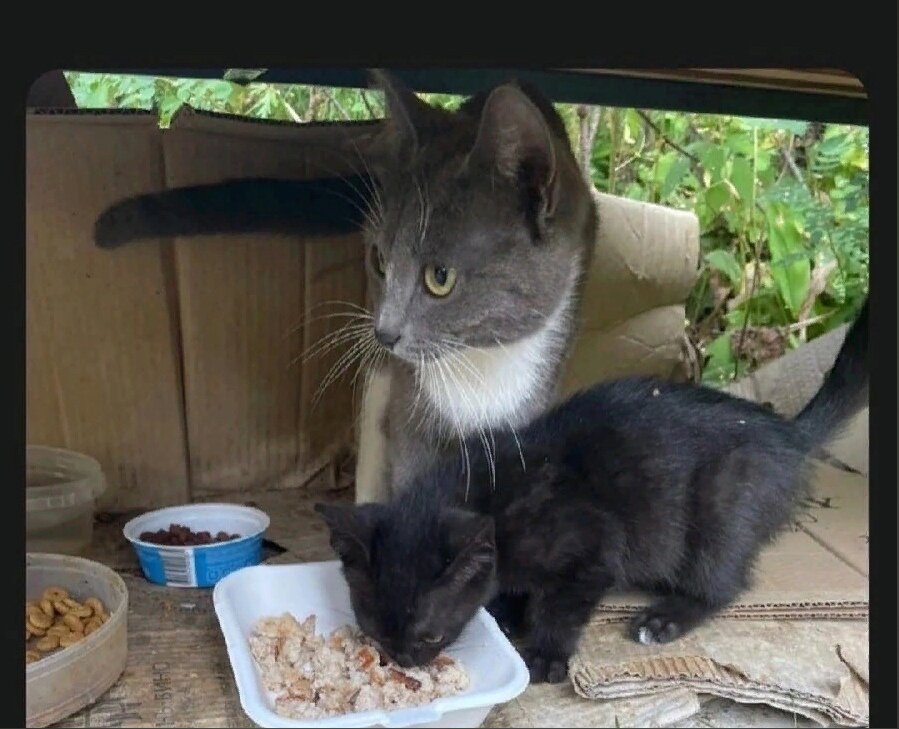 Пусть картонный, но все таки дом. 