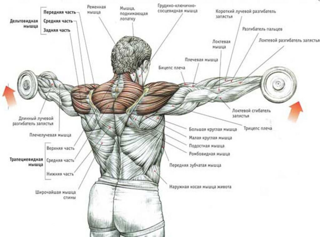 Упражнения на заднюю дельту плеча
