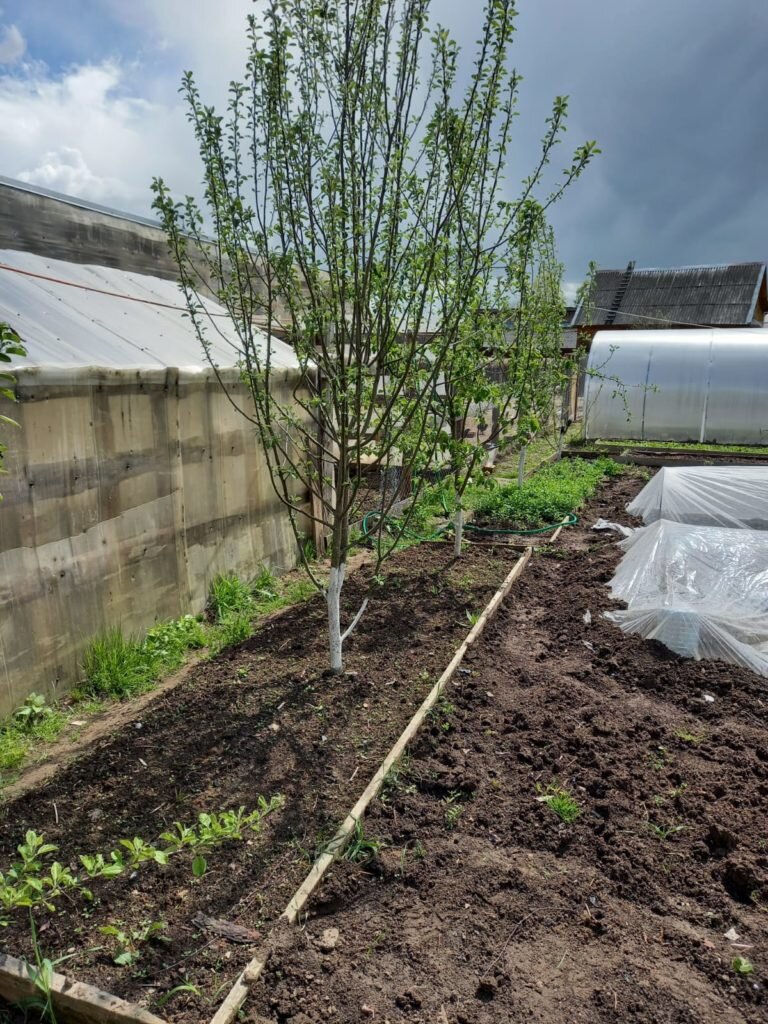 Яблоня на участке. Посадка