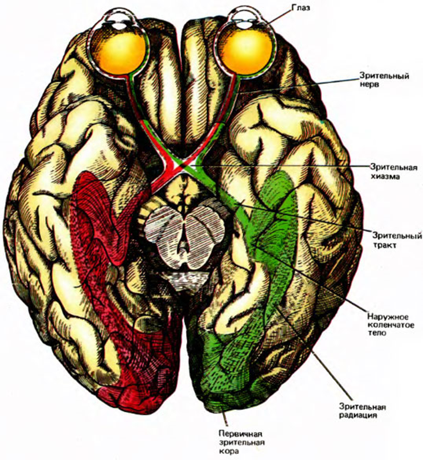 Глаза а мозг видит. Зрительный нерв анатомия мозг. Зрительный тракт анатомия. Зрительный путь головной мозг вид снизу. Зрительный тракт головного мозга.