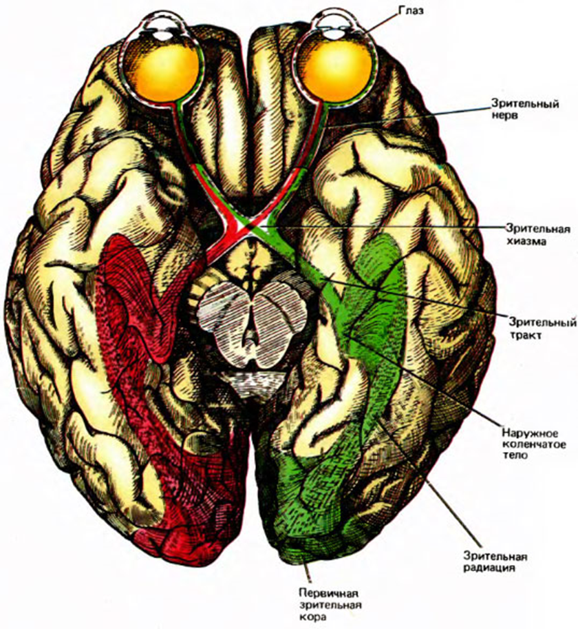Глаз головной мозг. Хиазма и зрительный тракт. Зрительный нерв и зрительный тракт. Зрительный нерв хиазма зрительный тракт. Зрительный тракт анатомия.