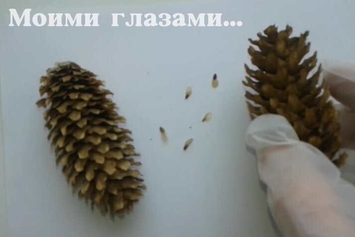 Семена голубой ели