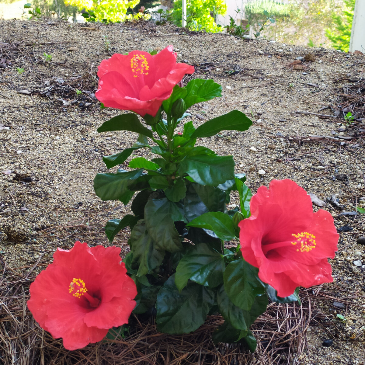 Благодарю за вдохновение ...