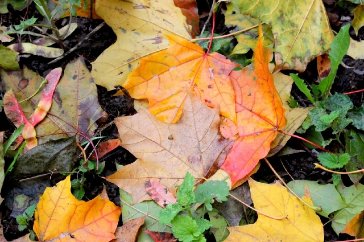    13 октября в Тульской области прогнозируют небольшие дожди