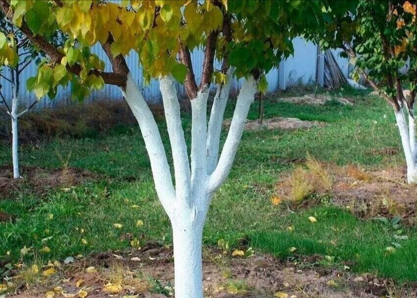 Подбелка деревьев осенью