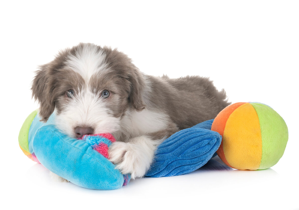 Автор: cynoclub