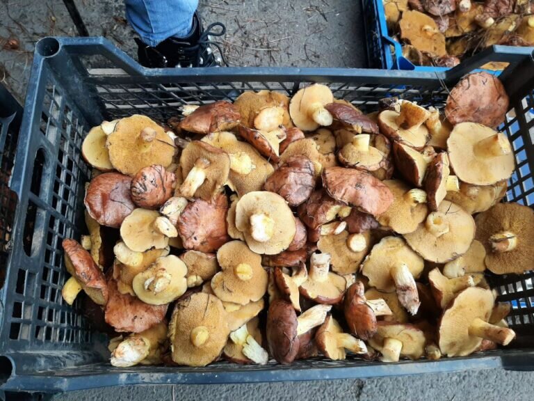    Почем в Оренбурге овощи и грибы? Белов Михаил Александрович