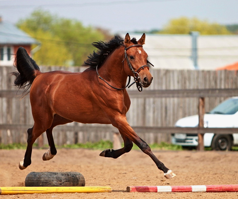 Horse sport. Спортивный конь. Лошади спорт. Спортивная кобыла. Самые лучшие спортивные лошади.