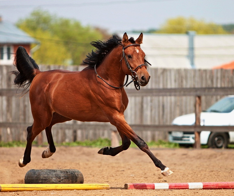 Horse sport