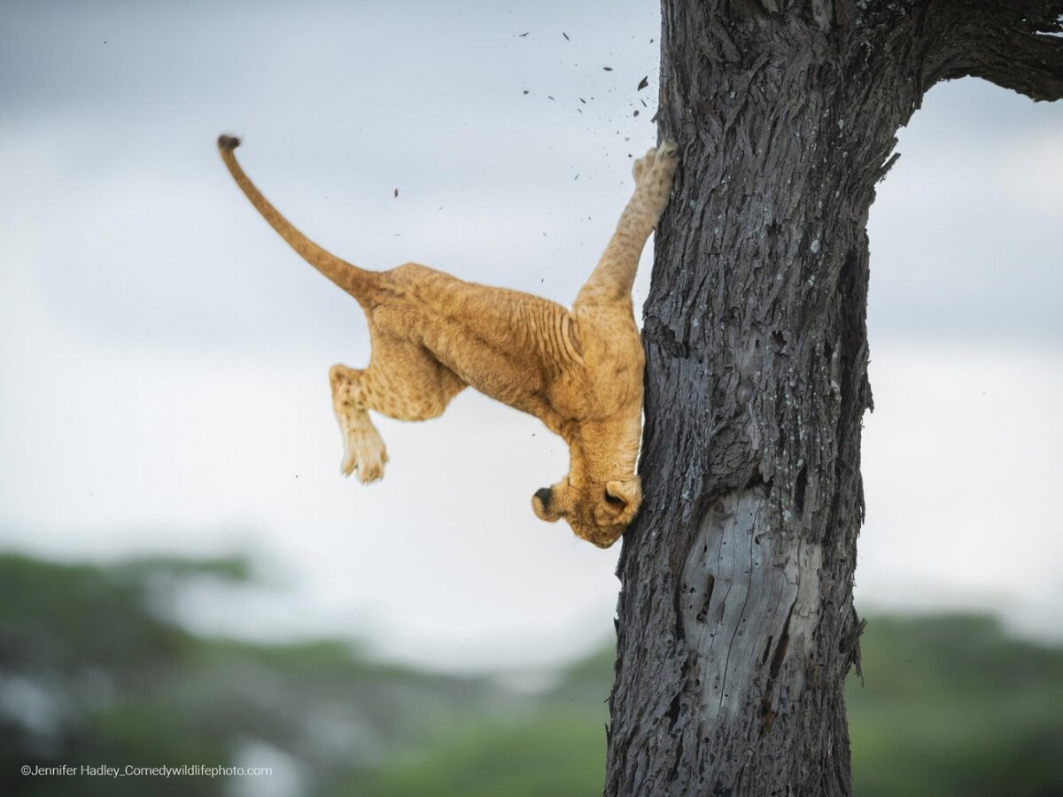 © Jennifer Hadley.
Финалист Comedy Wildlife Photography Awards’2022