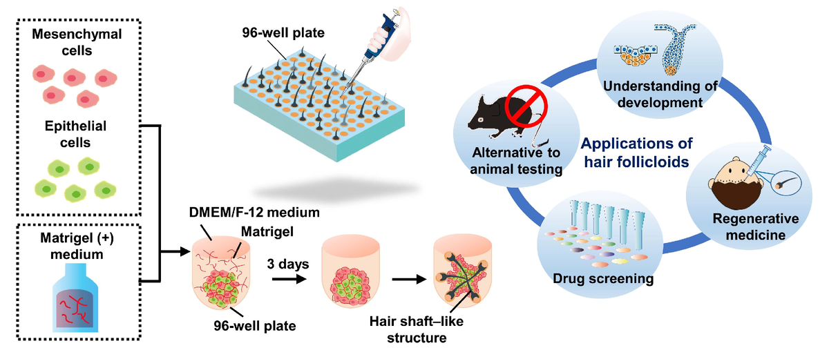 Волосяные фолликулы, образовавшиеся в результате самоорганизации смеси эмбриональных эпителиальных и мезенхимальных клеток, в присутствии препарата внеклеточного матрикса эффективно генерируют стержни волос in vitro. Этот метод потенциально полезен для регенеративной медицины, изучения различных патологий и скрининга лекарств. Метод представляет хорошую альтернативу тестированию на животных.