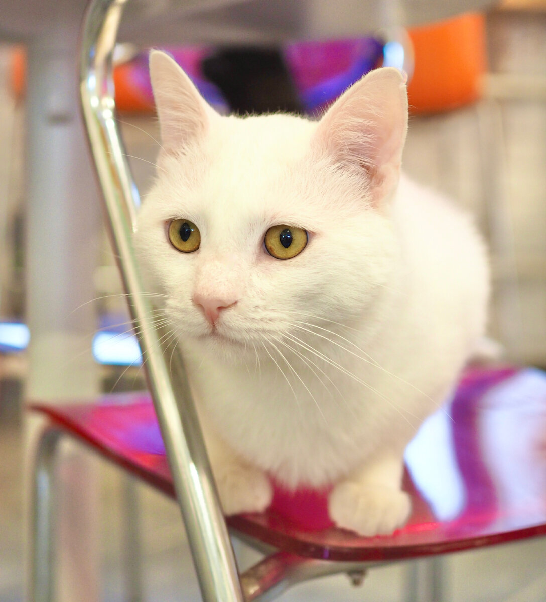 Мадрид. Срочно ищет дом. Ему тяжело даётся соседство с другими котиками Котобюро