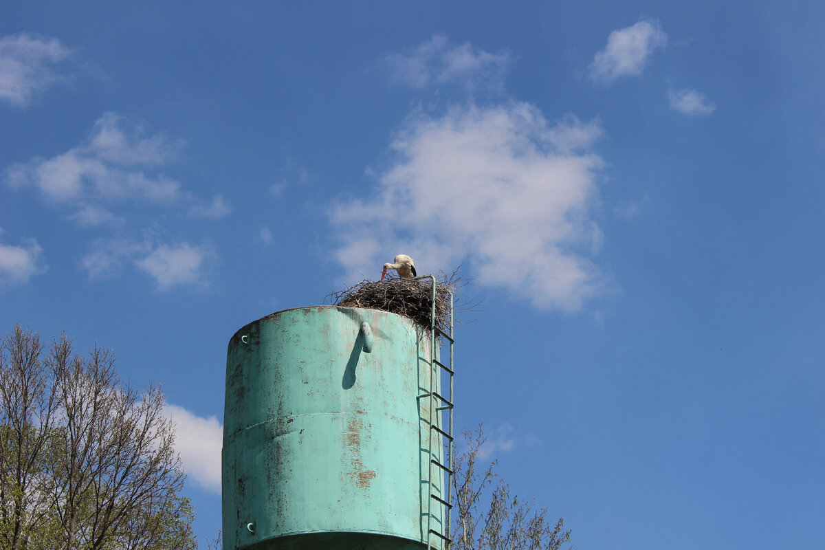Главная трагедия фильма "Белые Росы", которую многие почему-то упускают ...