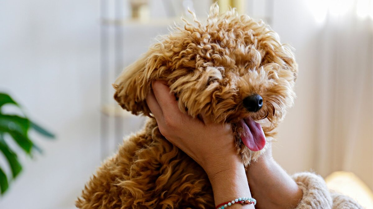 Милая собачка мальтипу