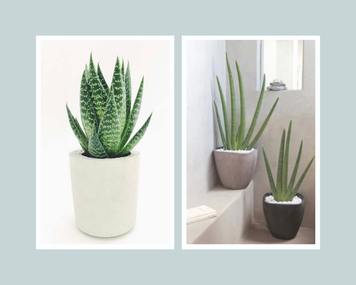 Фото из свободных источников интернета