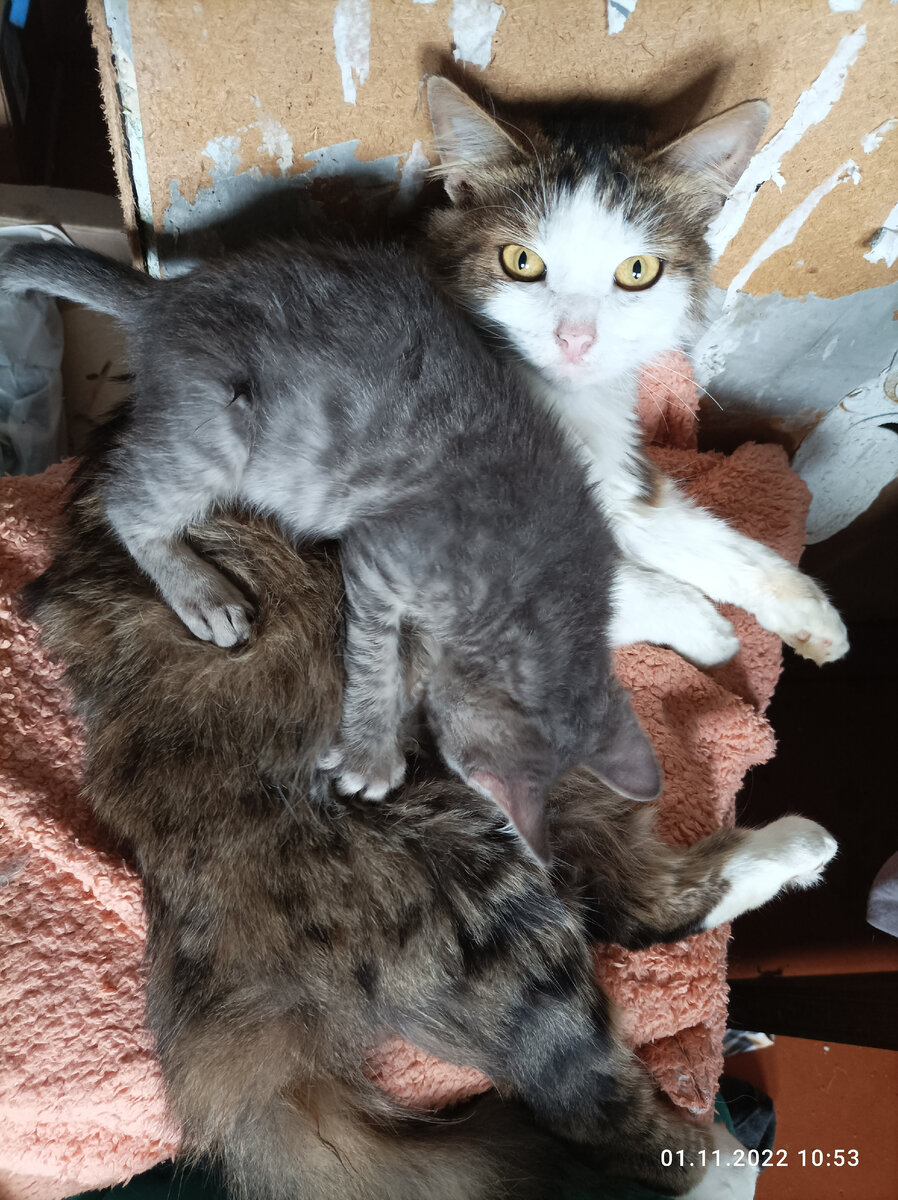 Кнопочкин ищет сисю у Гаврюши. 