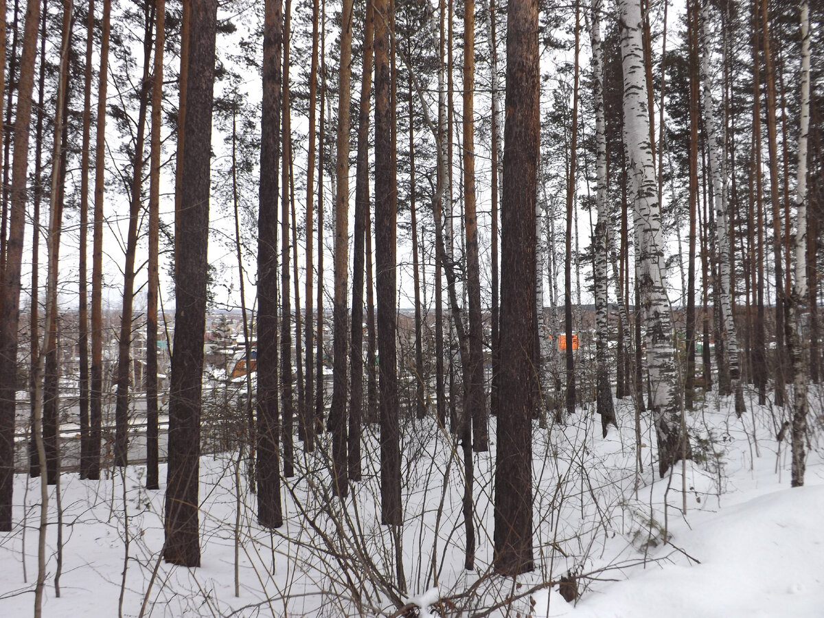 Домики на Сулимовском болоте