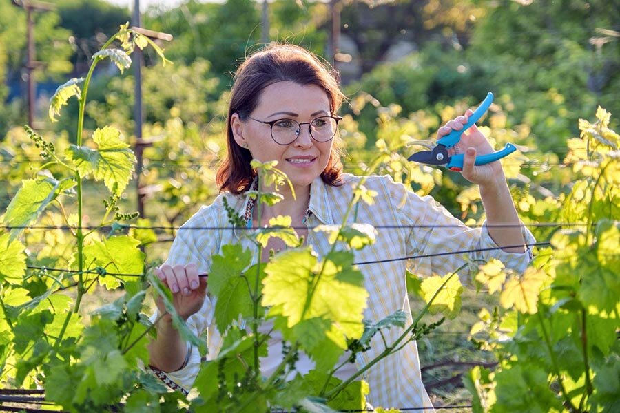 Как правильно обрезать виноград?