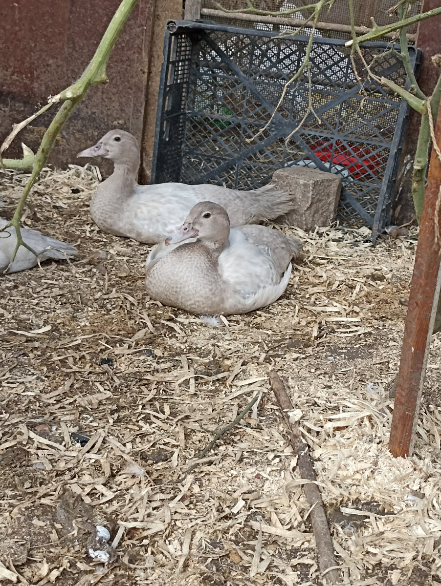 А эти уже в теплице. 