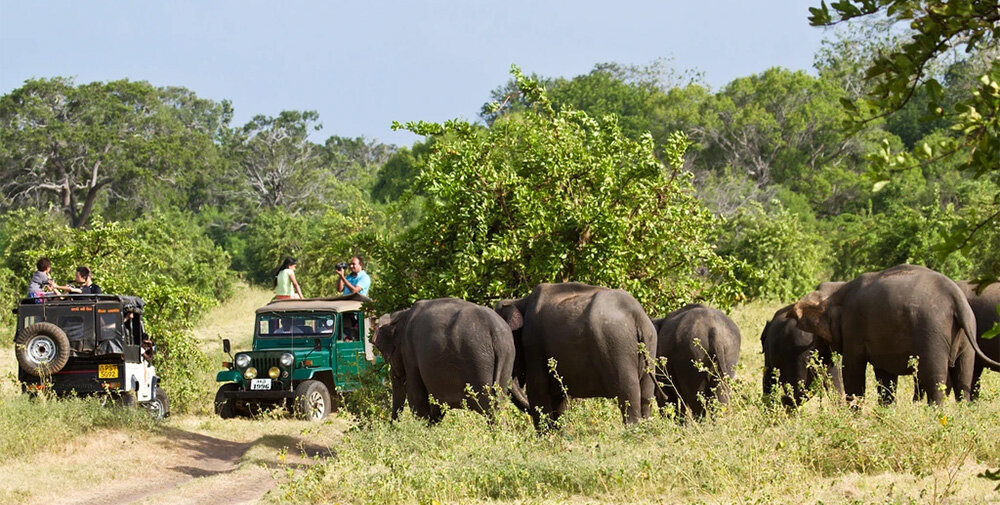 Дикие слоны в естественной среде обитания