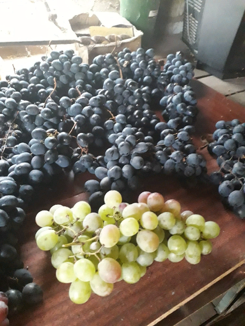 Чем не стоит укрывать виноград